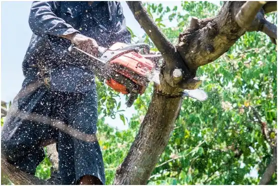 tree services Viroqua